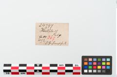 Etiketten zu Bronzegehänge (NHMW-PRAE-024797)